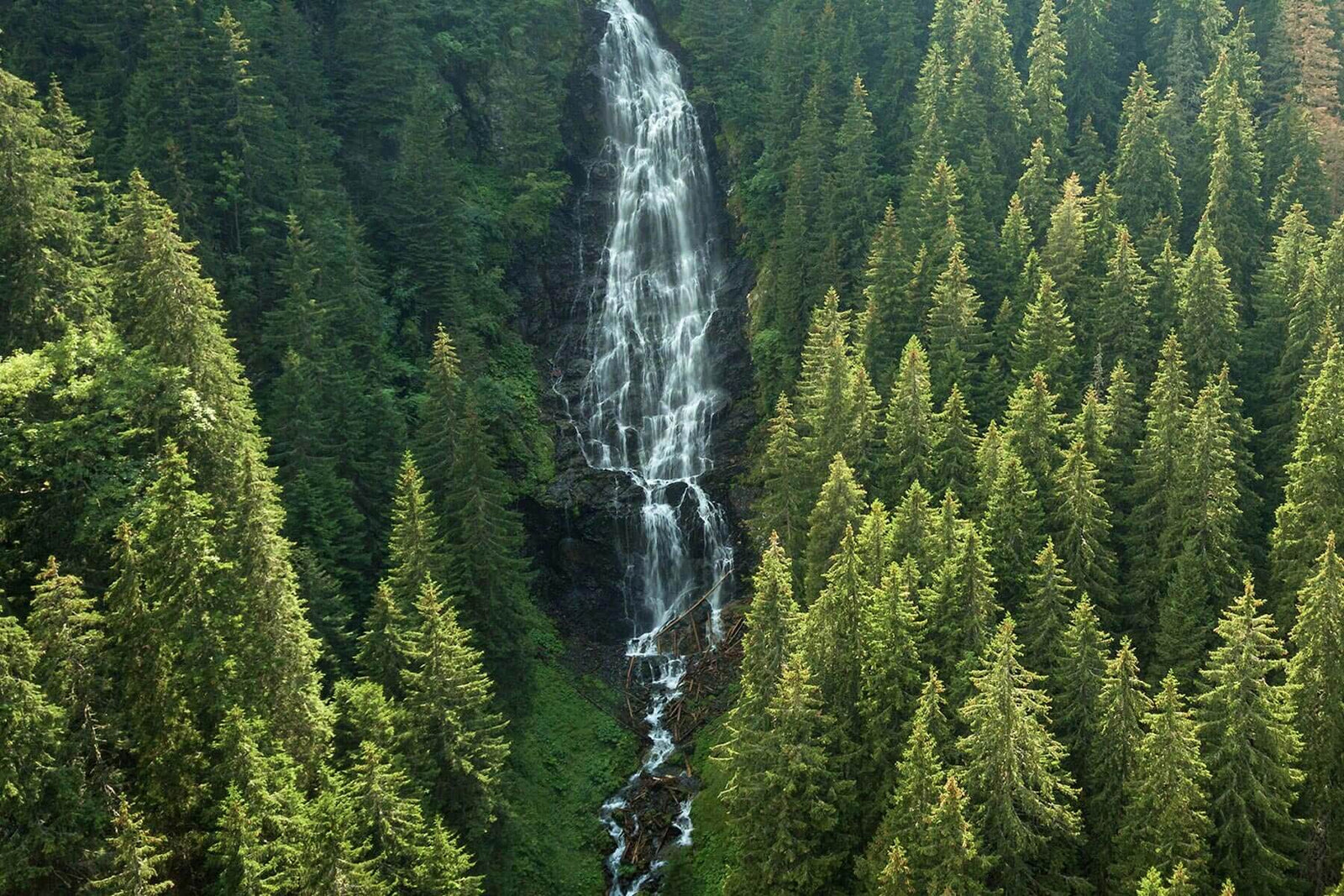 Lush forest & waterfall