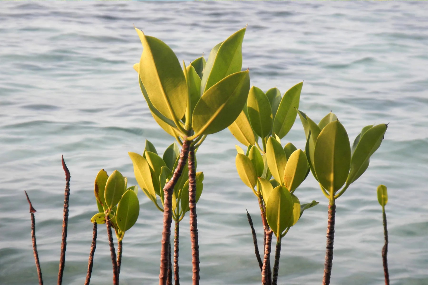 mangrove seedlings