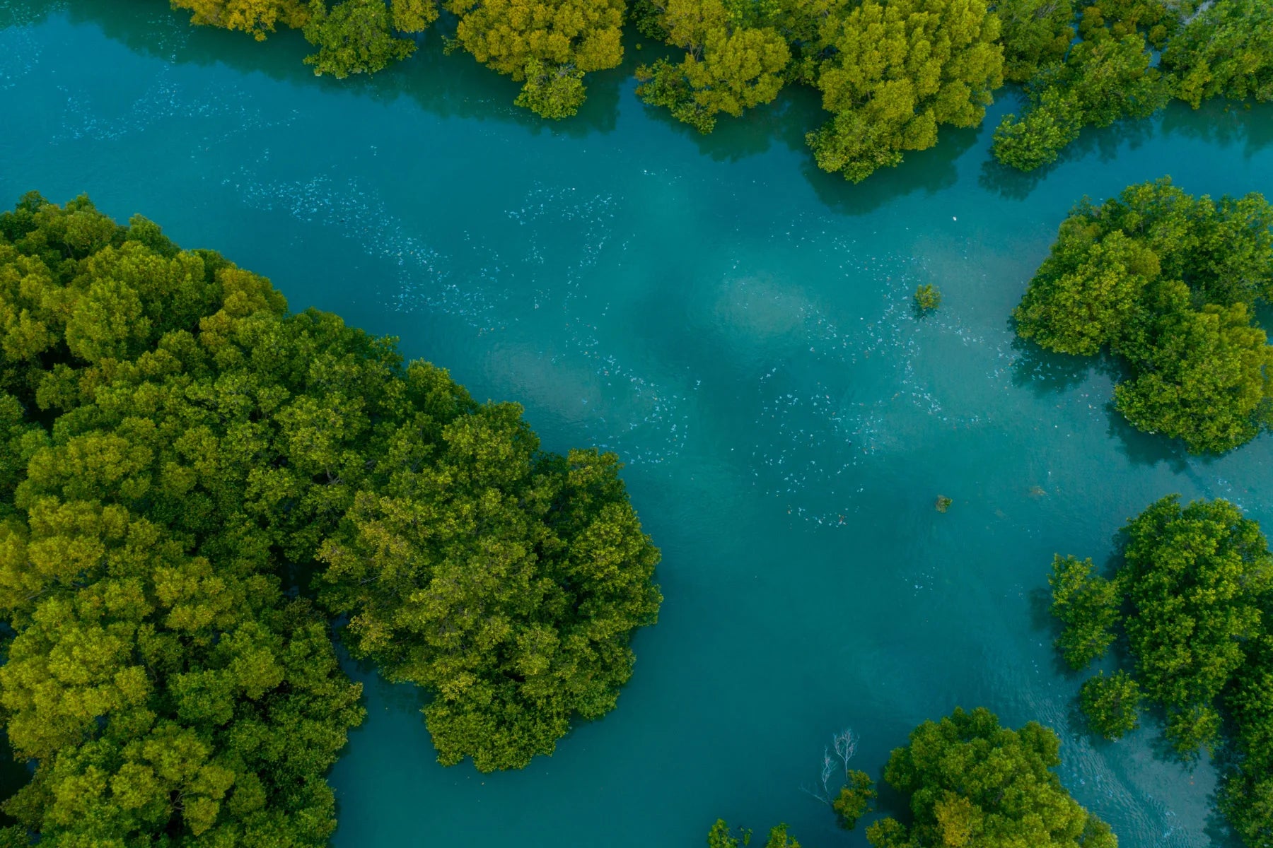 mangrove wetland aerial