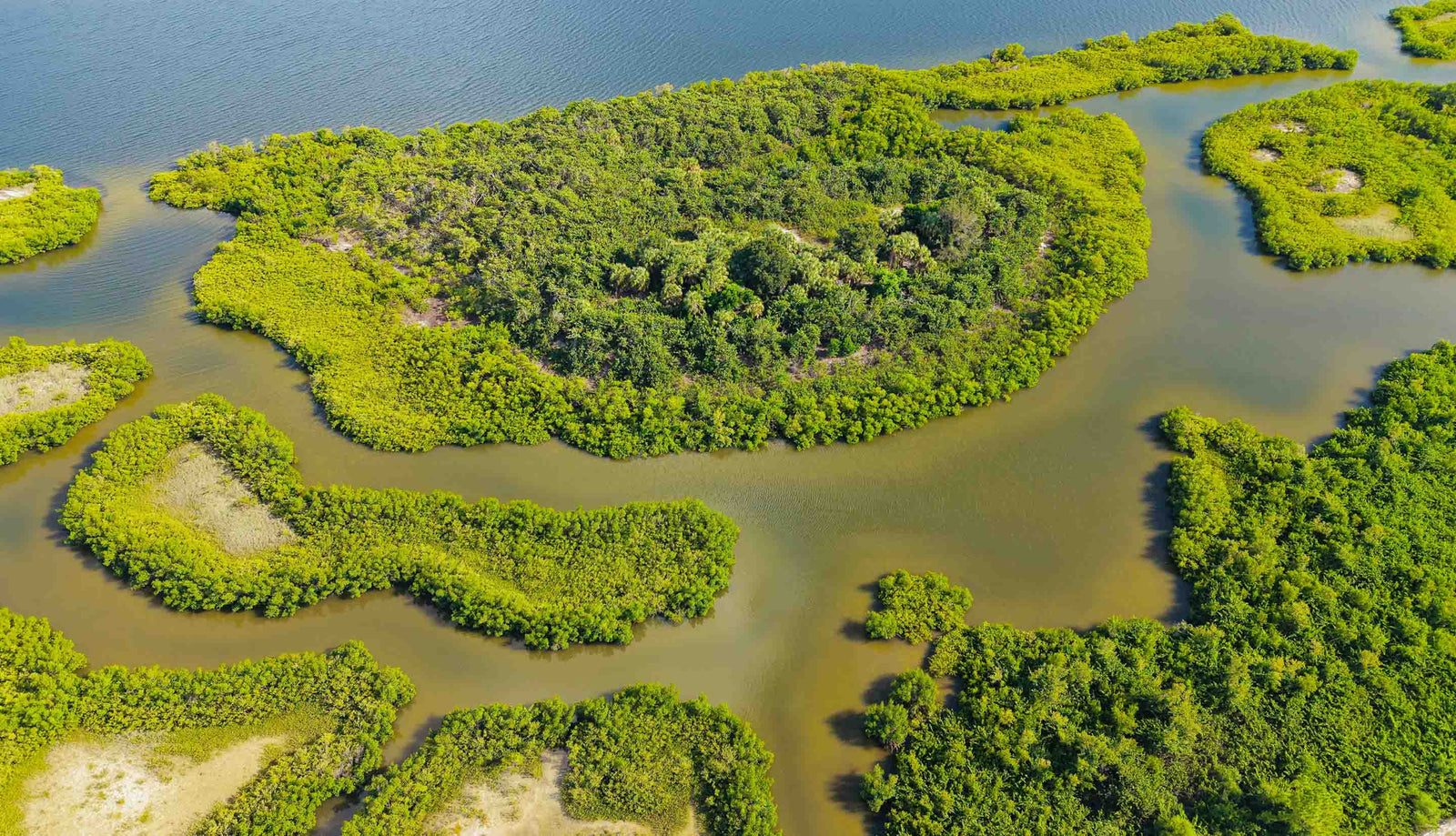 Mangrove ecosystem