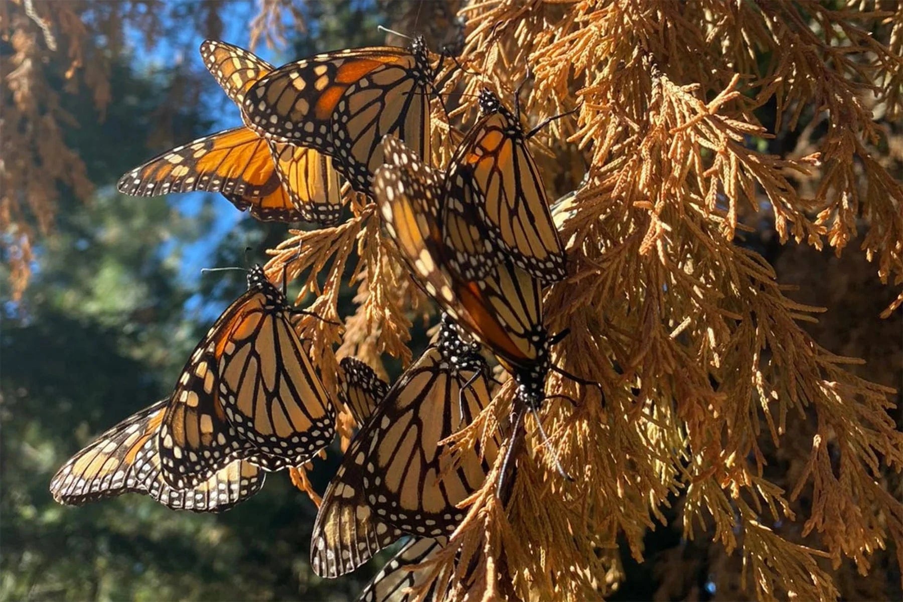 Monarch Butterfly Migration Tree