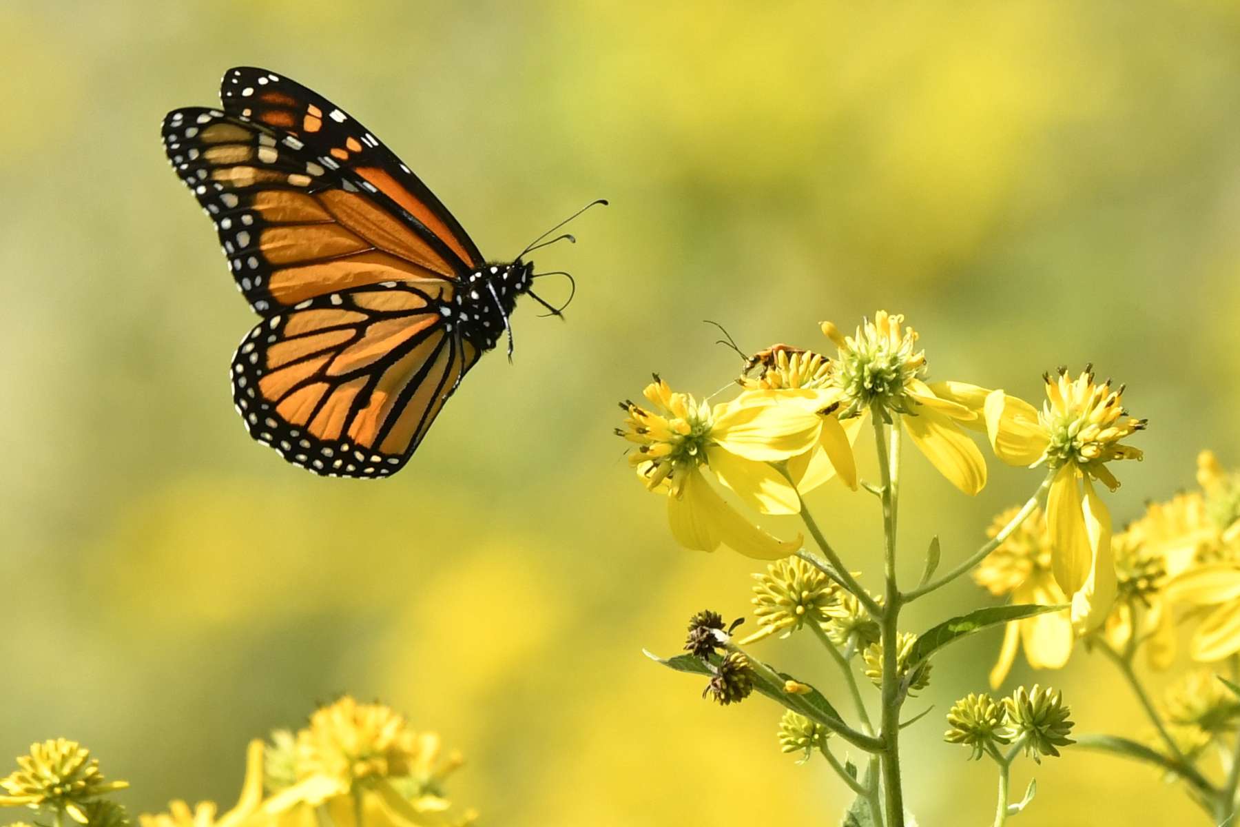 Good News! 30 Positive Environmental News Stories From 2024 26 Good News! 30 Positive Environmental News Stories From 2024 26