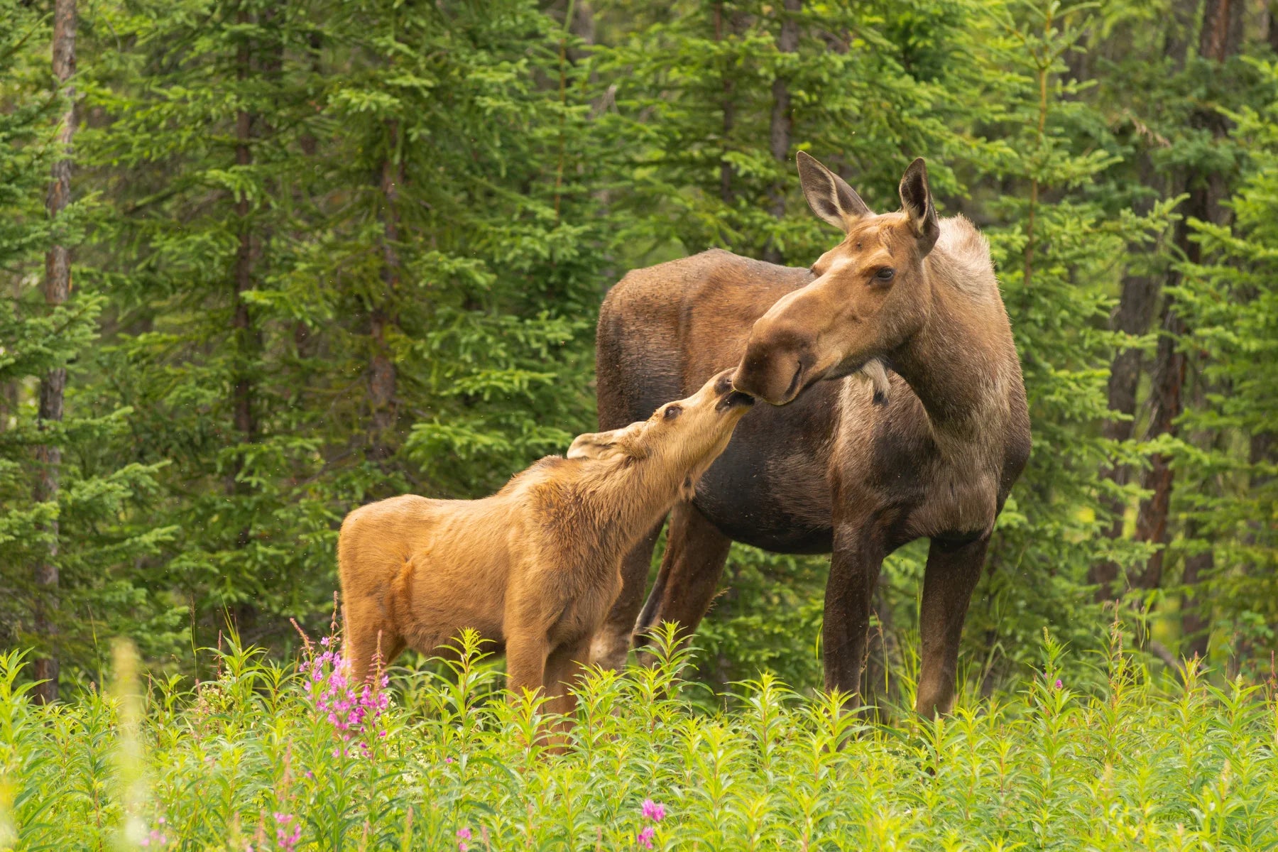 mother and baby moose in forest