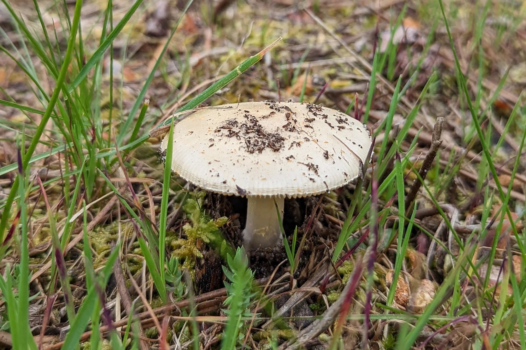 mushroom forest floor portugal