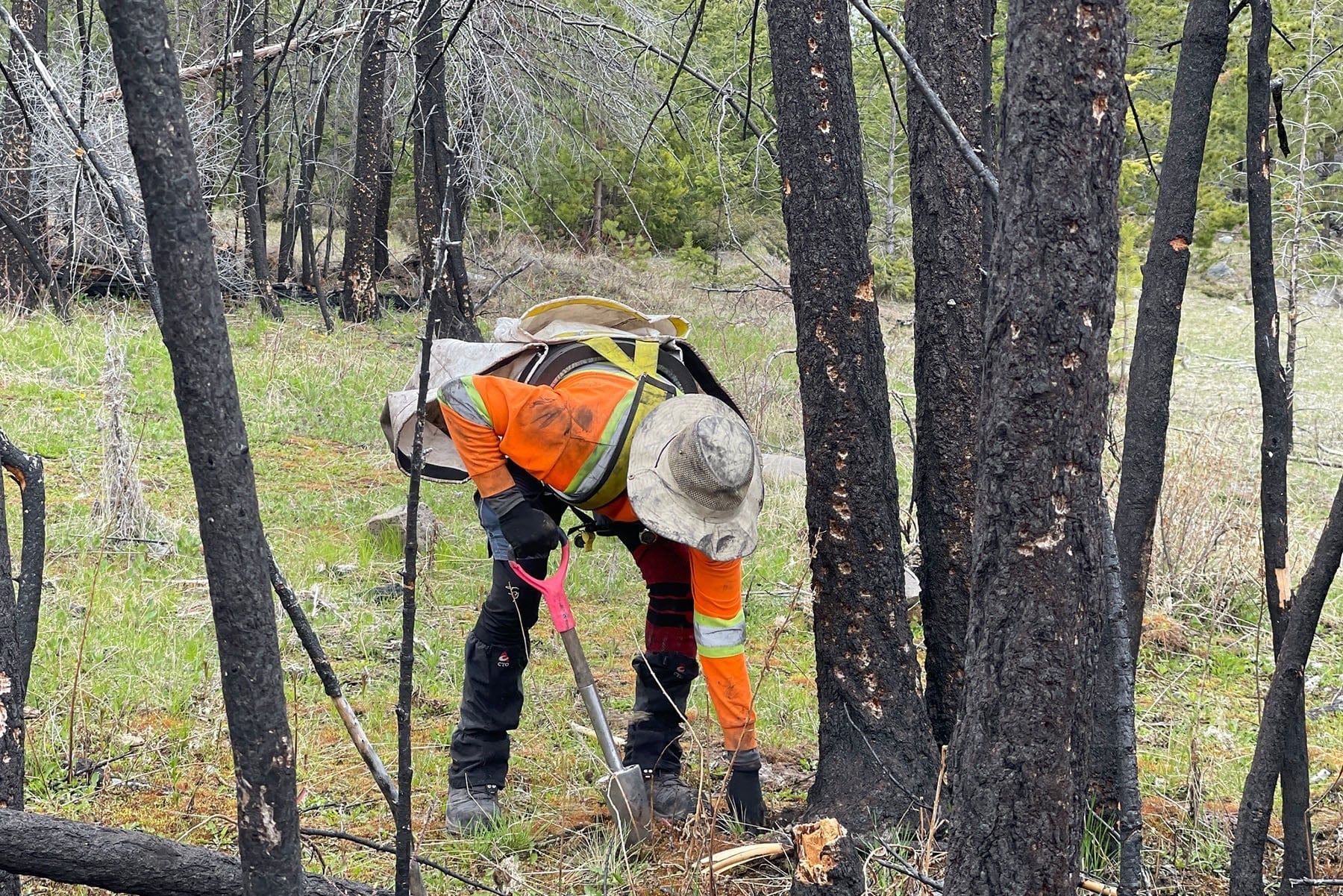 Planting Trees Around The World For Forest Fire Recovery - One Tree Planted