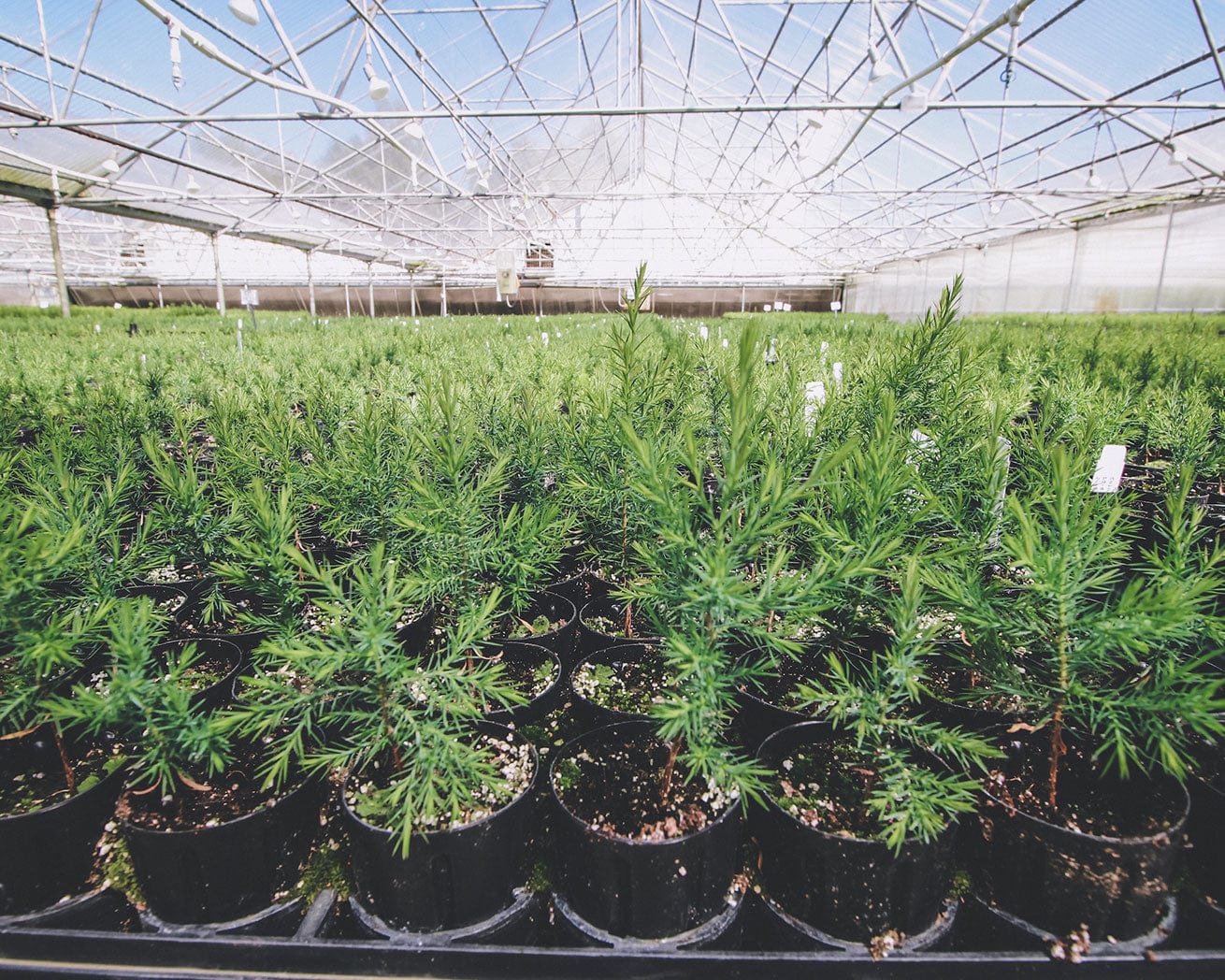 Tree nursery