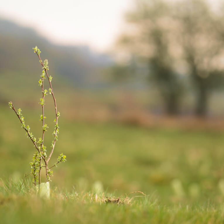 One tree in field