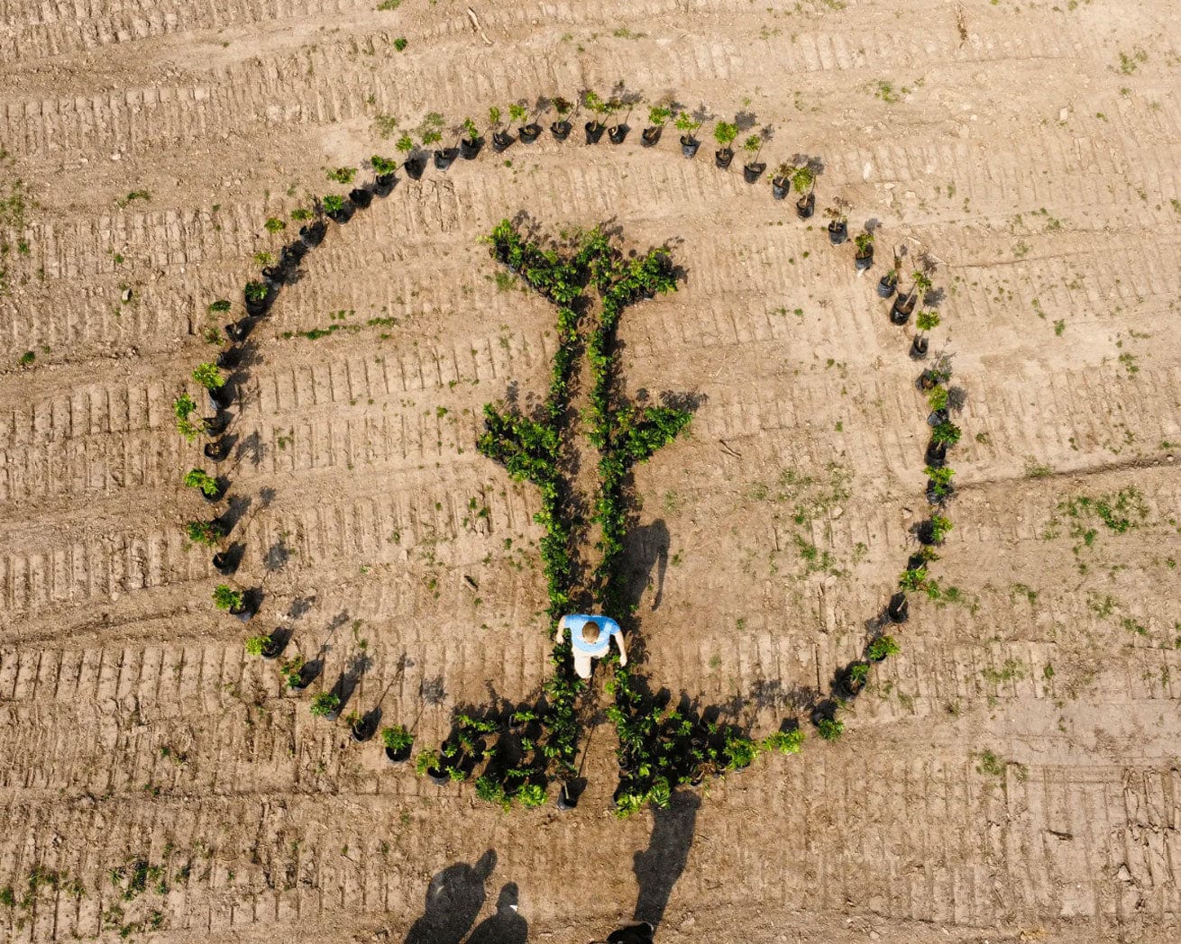 Tree saplings in the shape of One Tree Planted logo