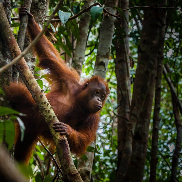 Orangutan in tree