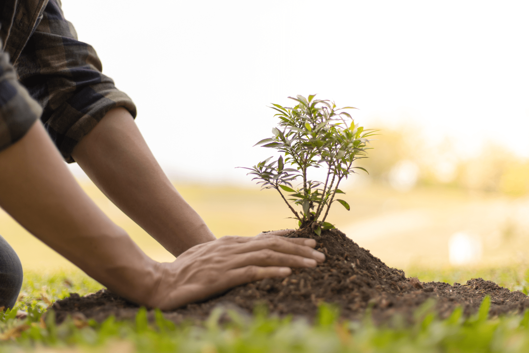 Tree sales oxygen production