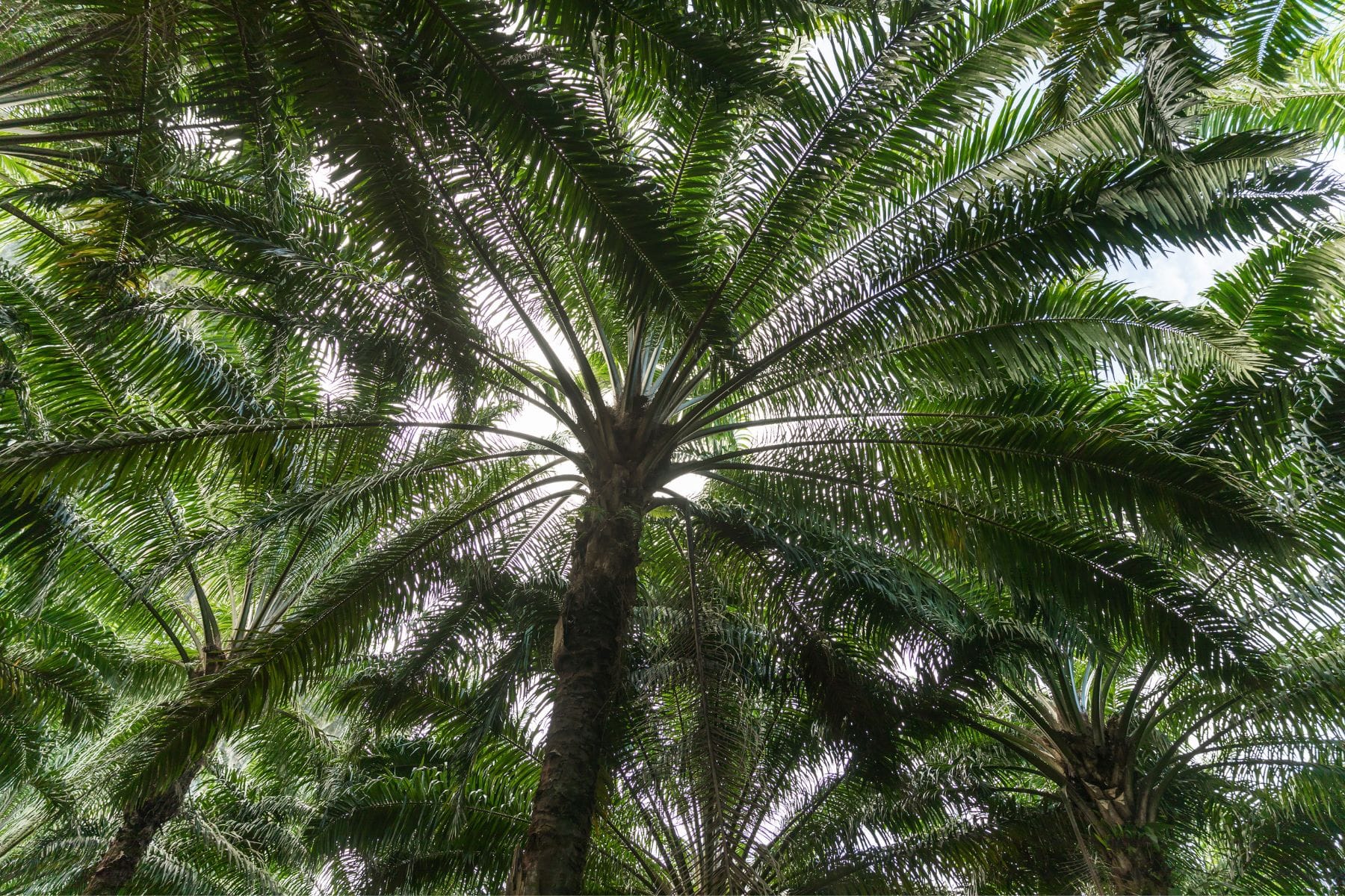 palm oil tree canopy photographed from below at oil palm plantation in Thailand Elaeis guineensis
