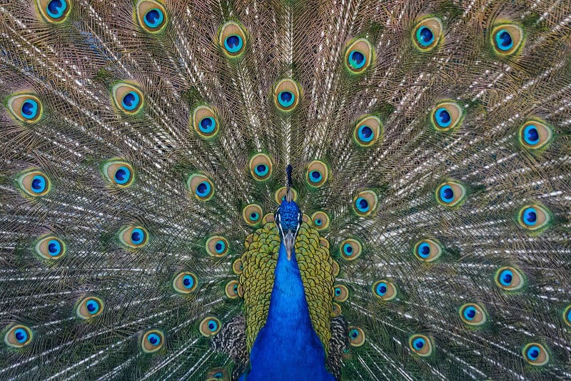 Peacock