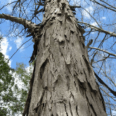 SHAGBARK HICKORY