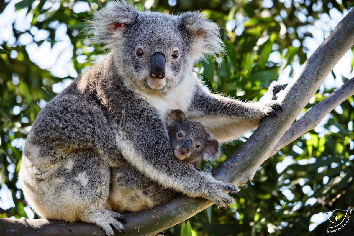 Koala mom and baby
