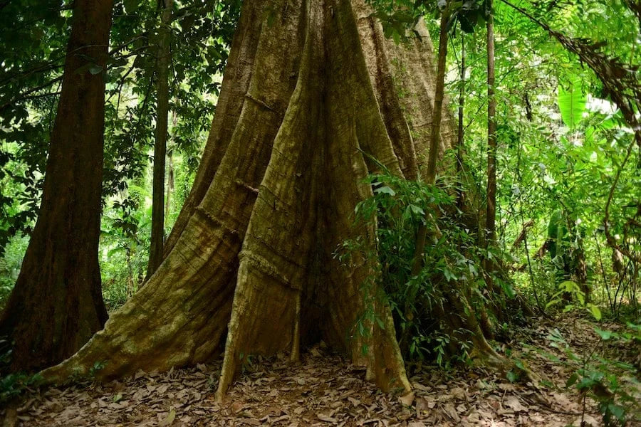 The 9 Oldest, Tallest, and Biggest Trees in the World - One Tree Planted