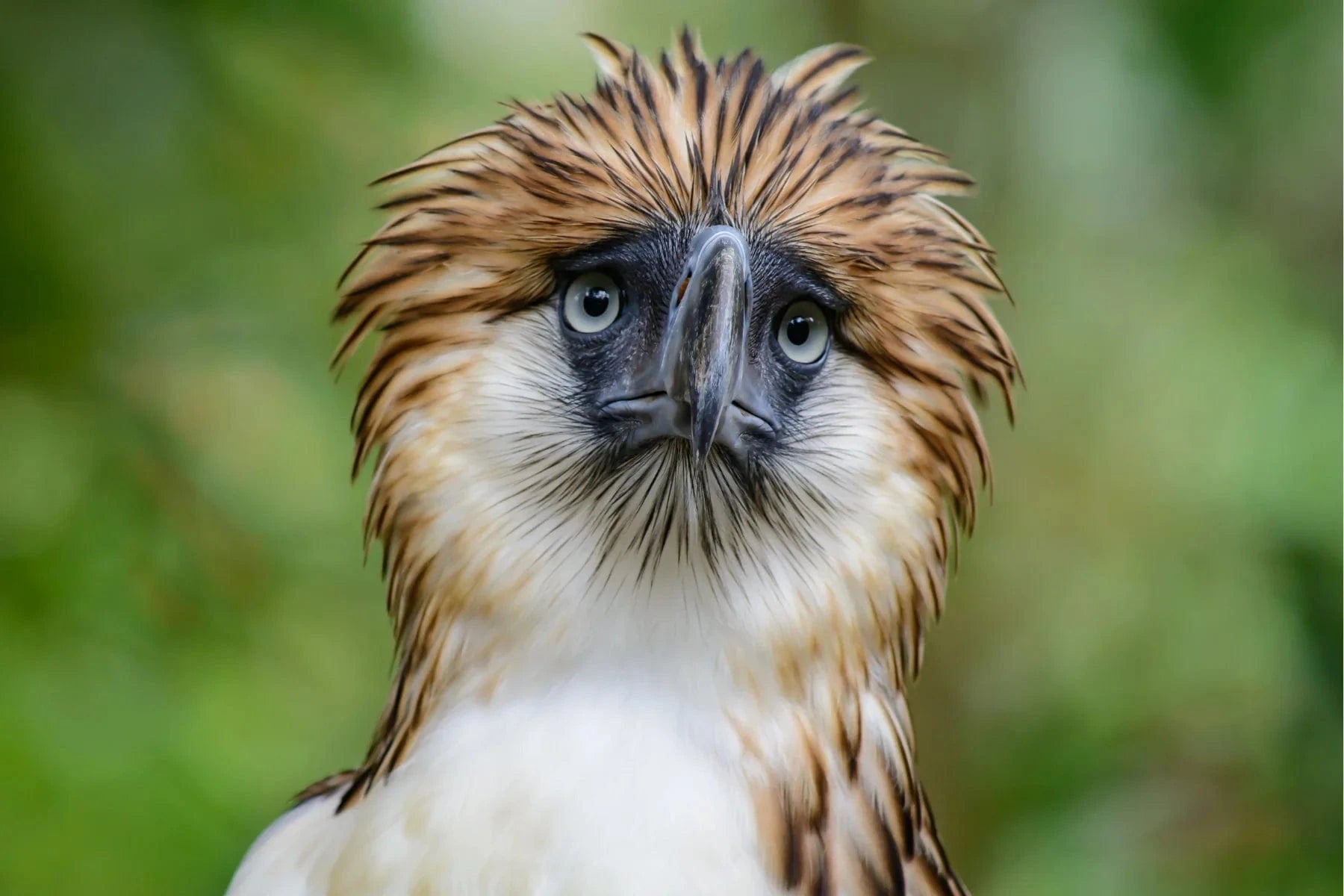 Rarest Eagle How Endangered Species Benefit From Healthy Forests - One Tree Planted