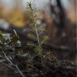 Pine tree sapling