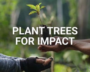 Plant Trees for Impact main image