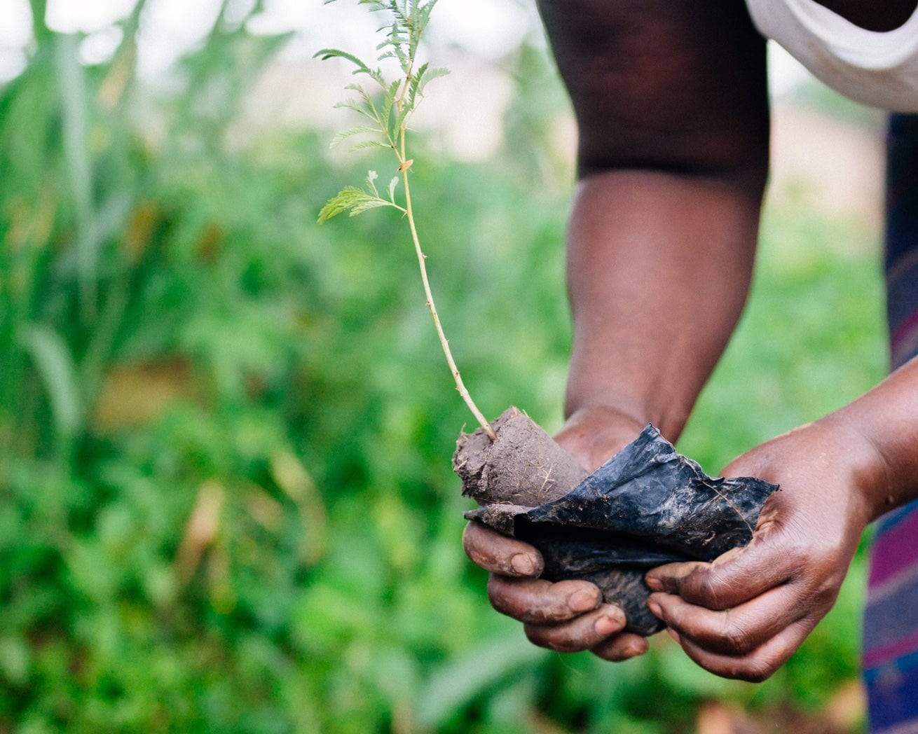 Plant Trees for Impact