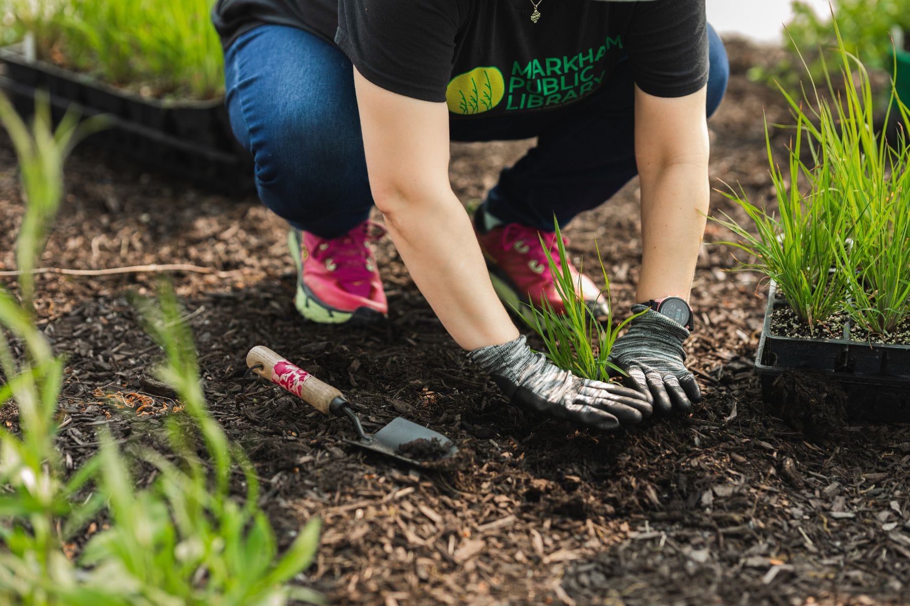 person planting a tree at markham public library