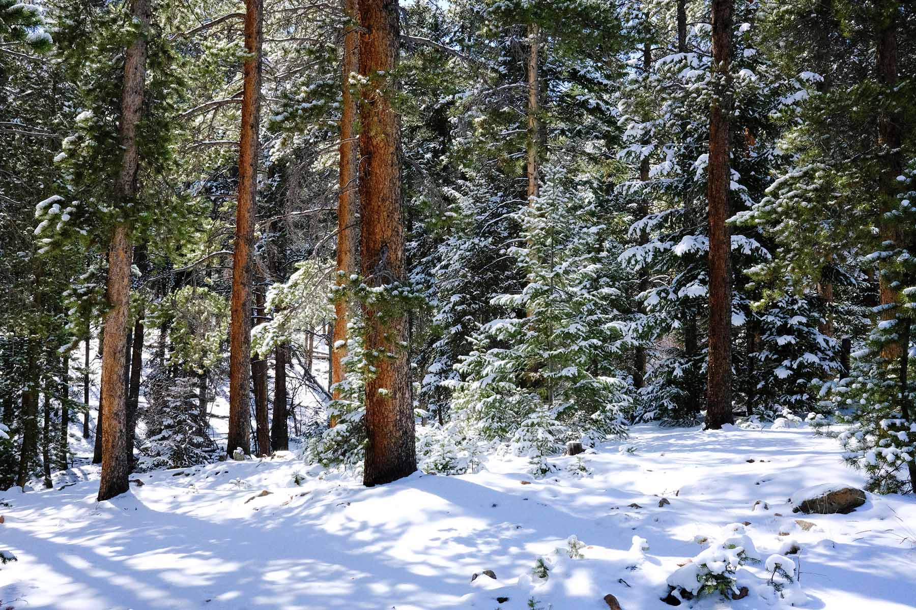 Plant Trees for Impact