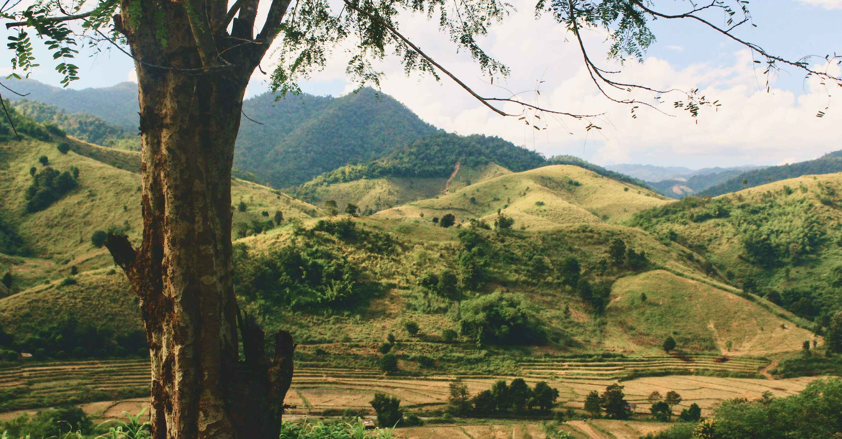 donate money for trees Plant Trees for Impact