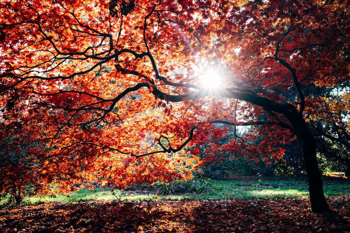 red tree sunlight