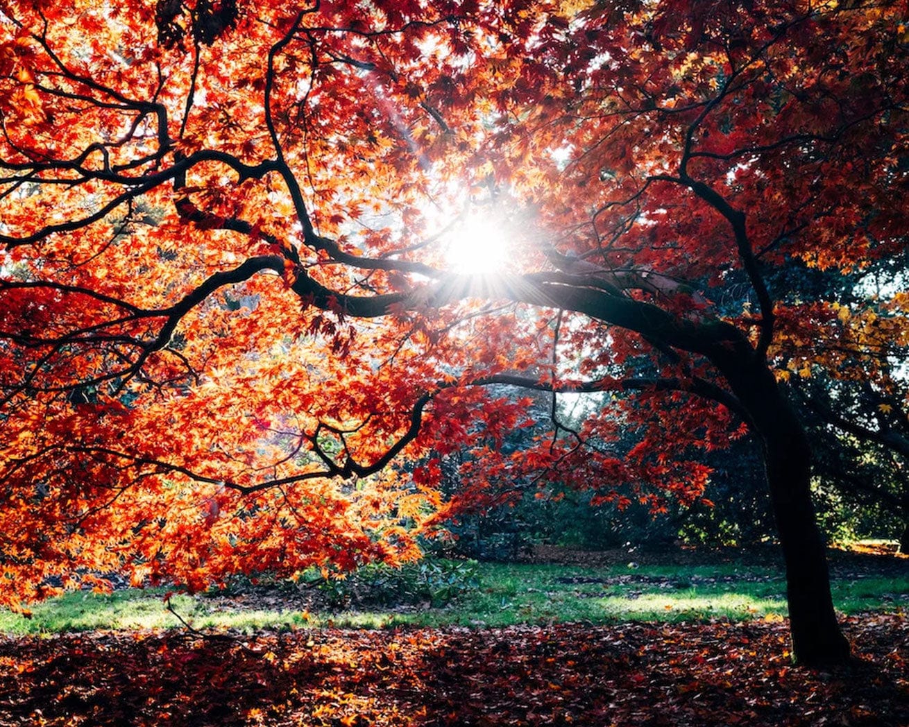 Red tree in sunset