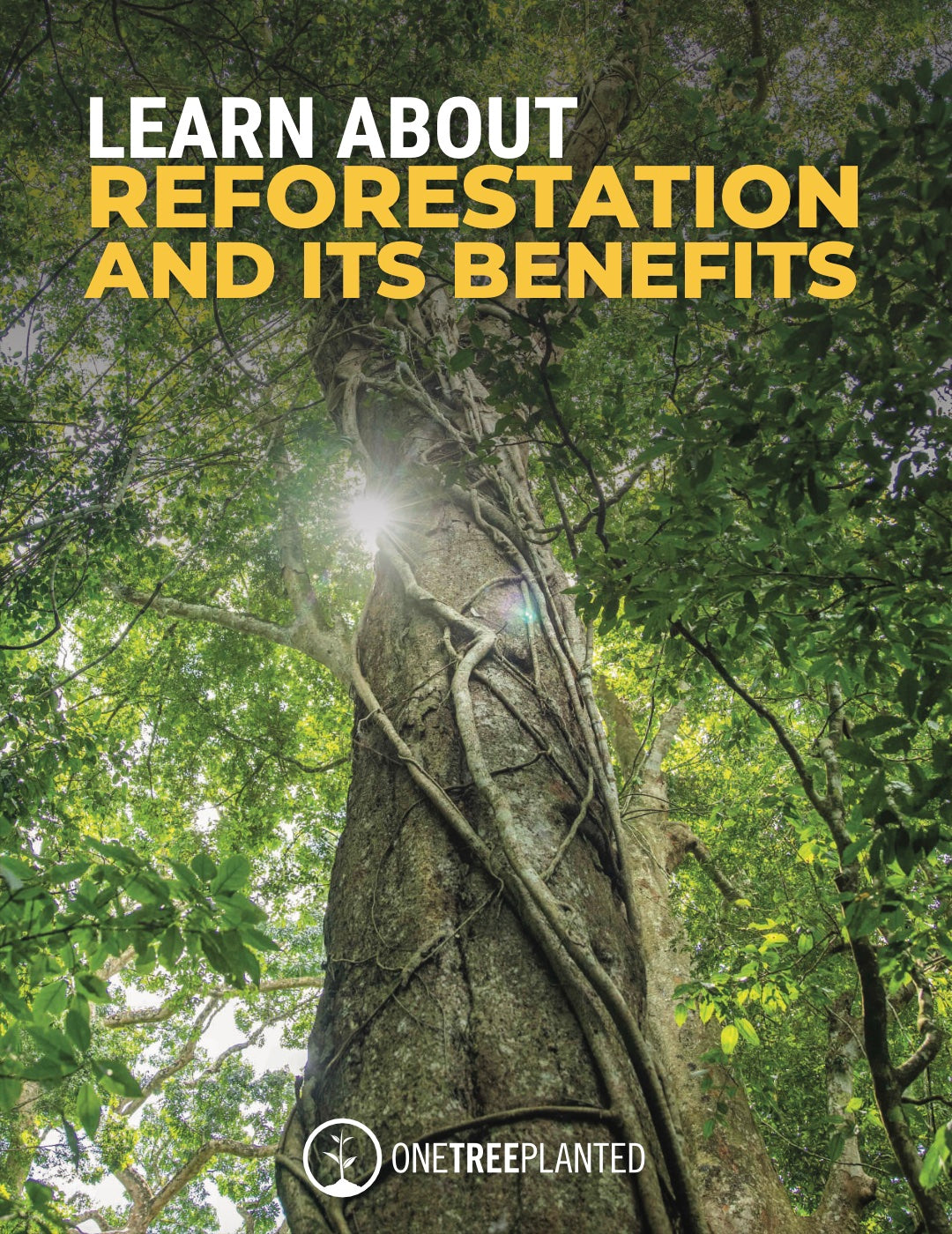 Learn About Reforestation and Its Benefits | One Tree Planted