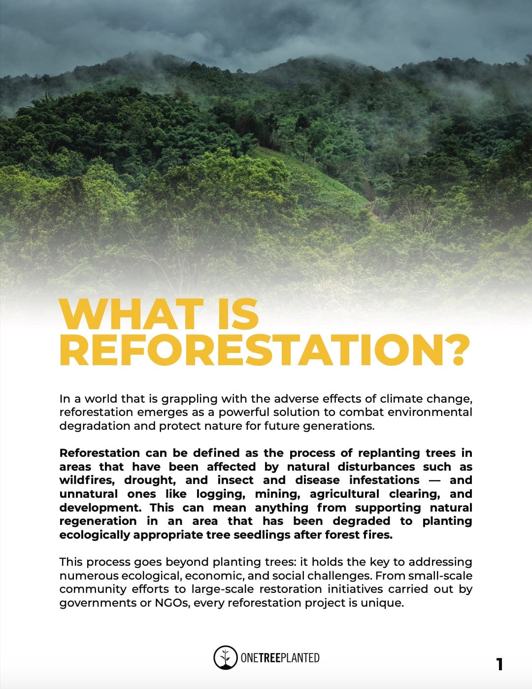 Learn About Reforestation and Its Benefits | One Tree Planted