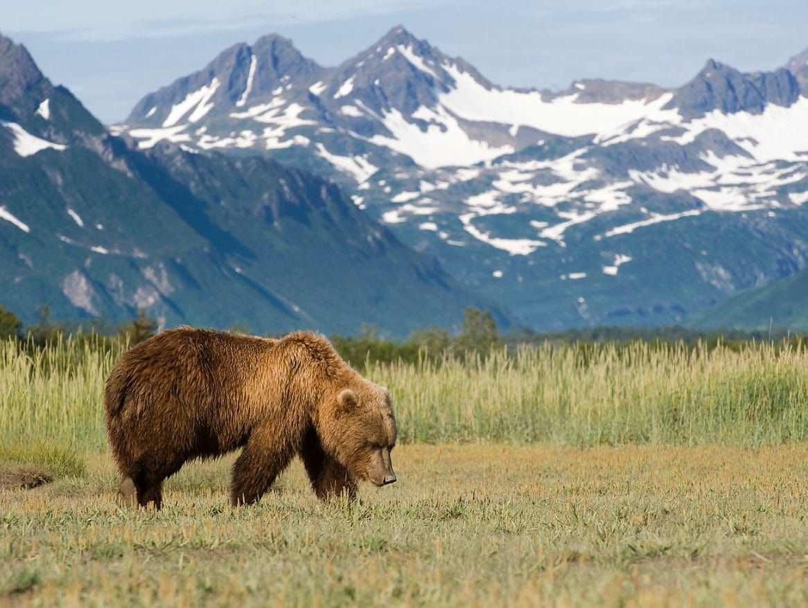 Romania brown bear