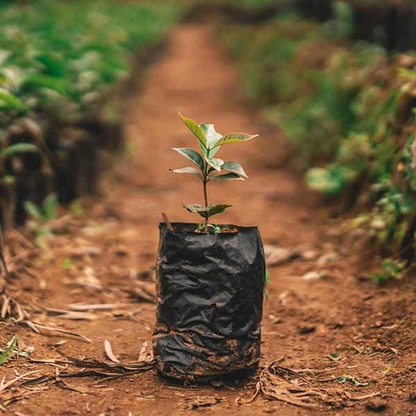 One Tree Planted | Tree Planting Nonprofit