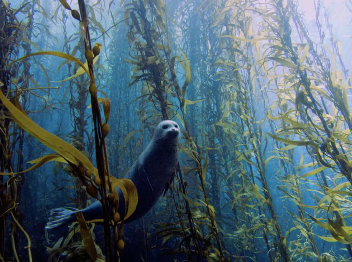 seal swimming in kelp