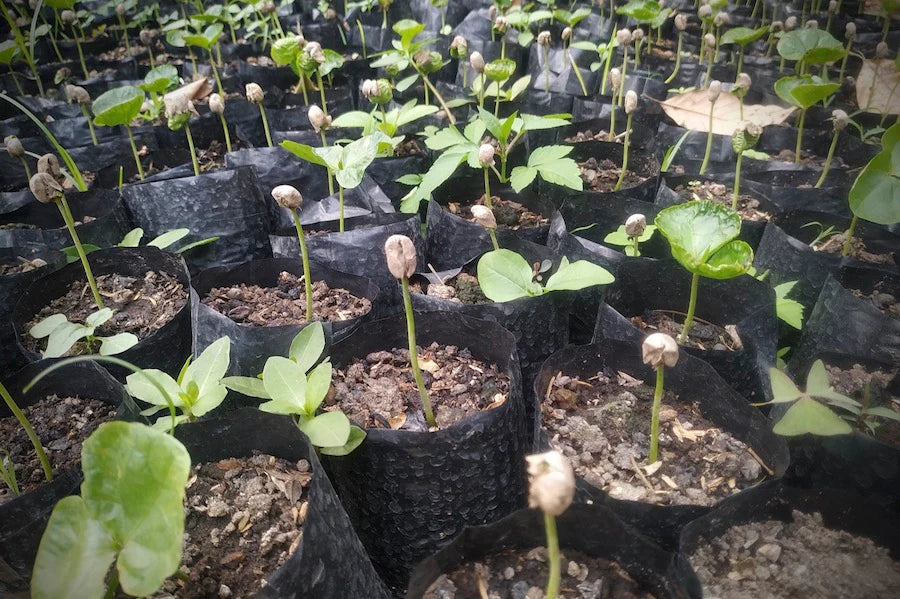 seedlings growing reforestation indonesia