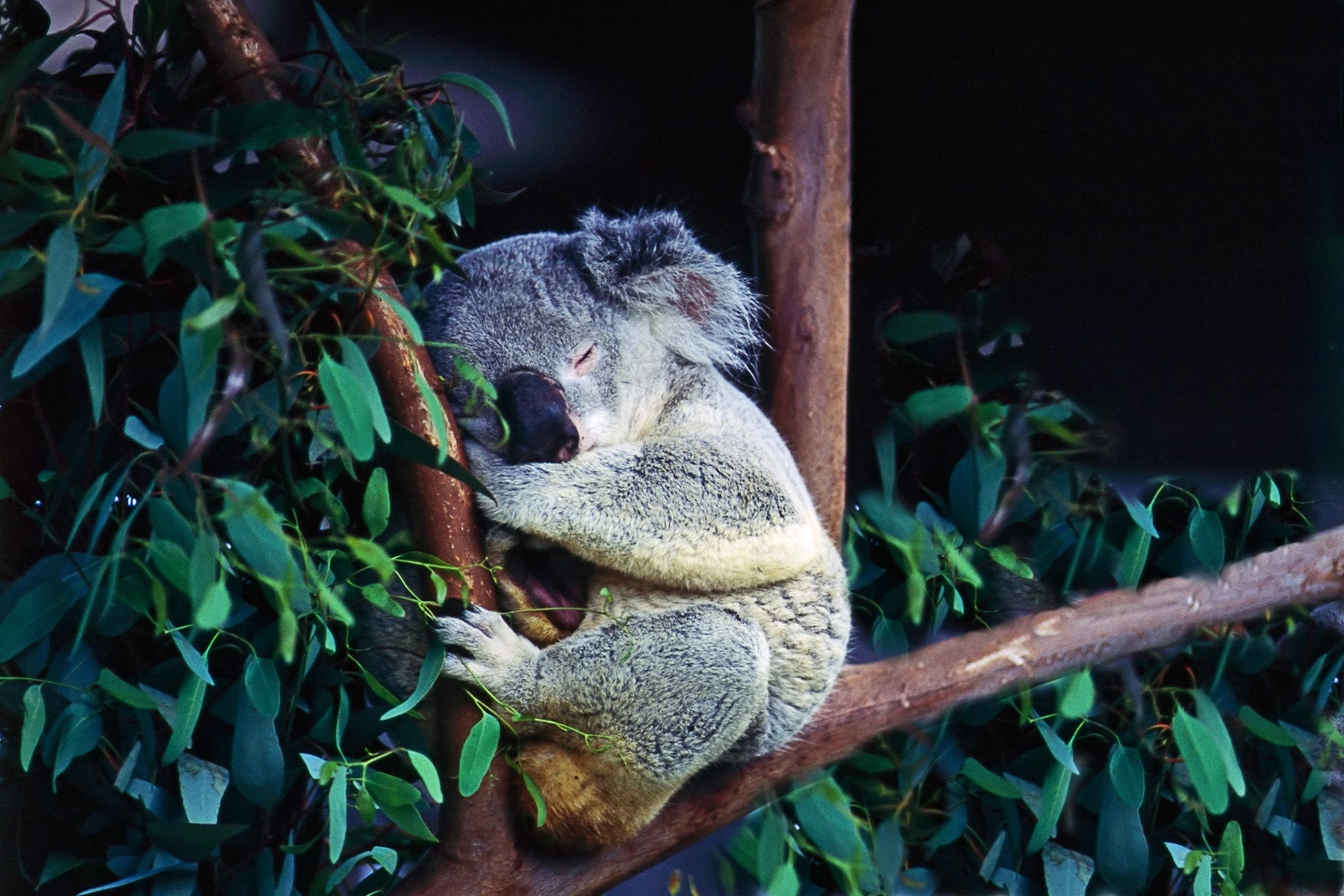 Koala-ty facts about koalas, Cleveland Zoological Society