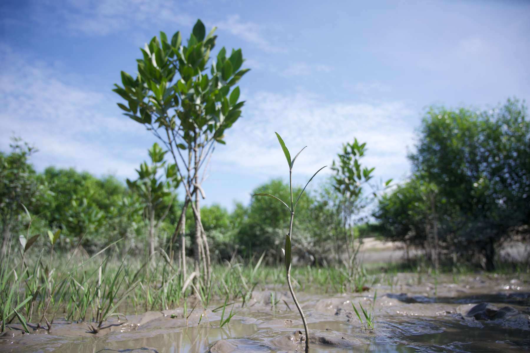 spindly mangrove sapling in foreground, silt and mangroves of various ages in background, against a light blue sky
