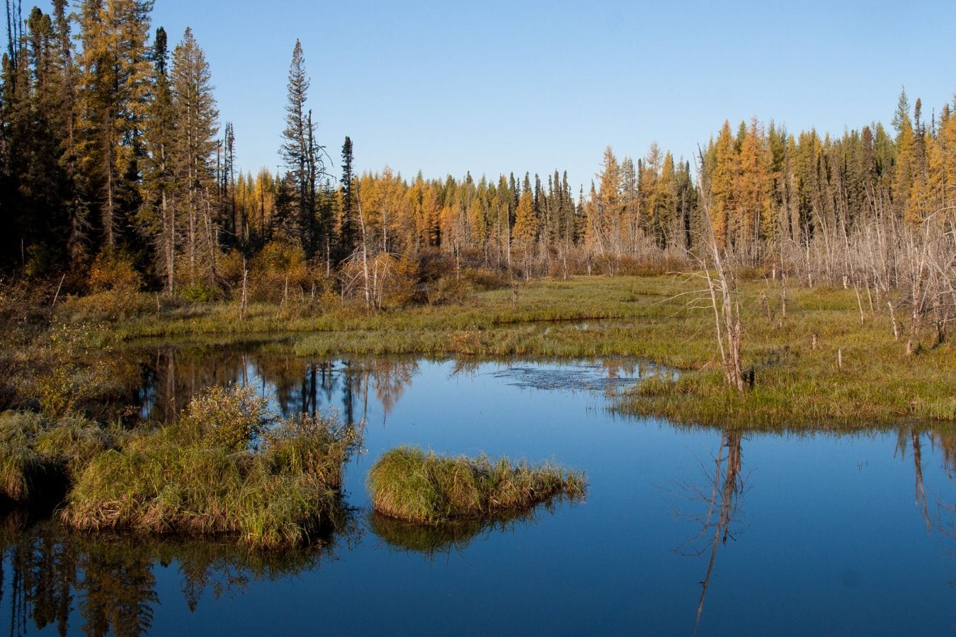 7 Fun facts about the Boreal Forest - One Tree Planted