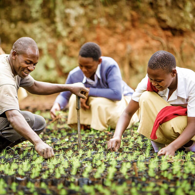 Thee people planting tree saplings