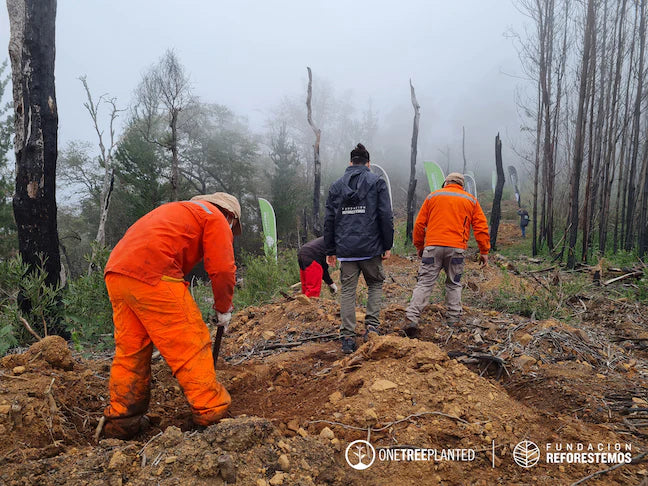 three people planting trees