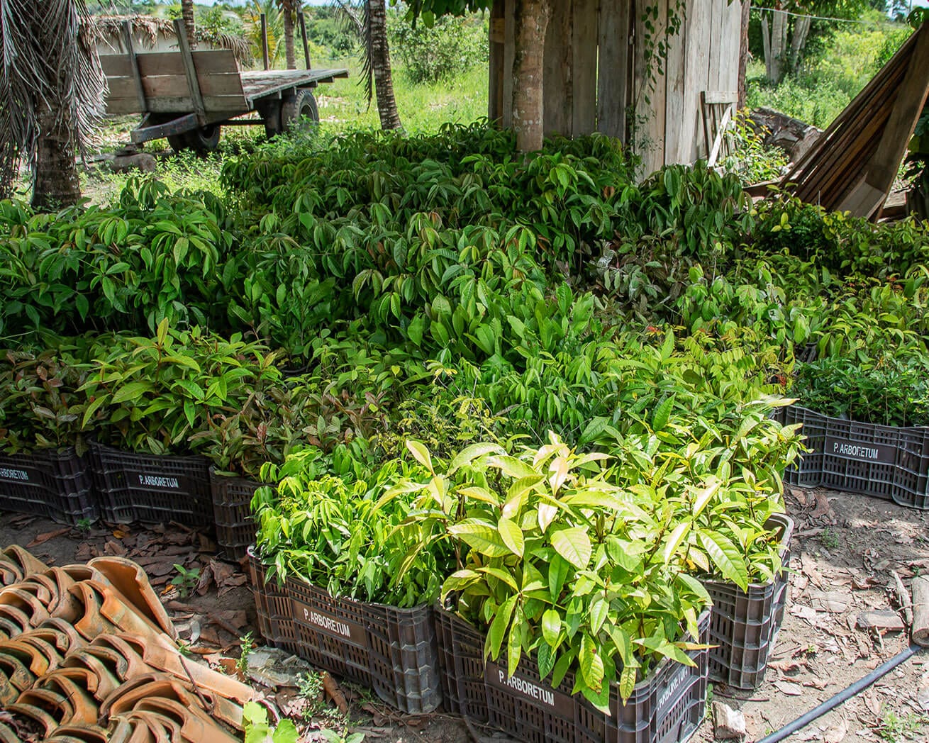 Tree saplings in crates in South America