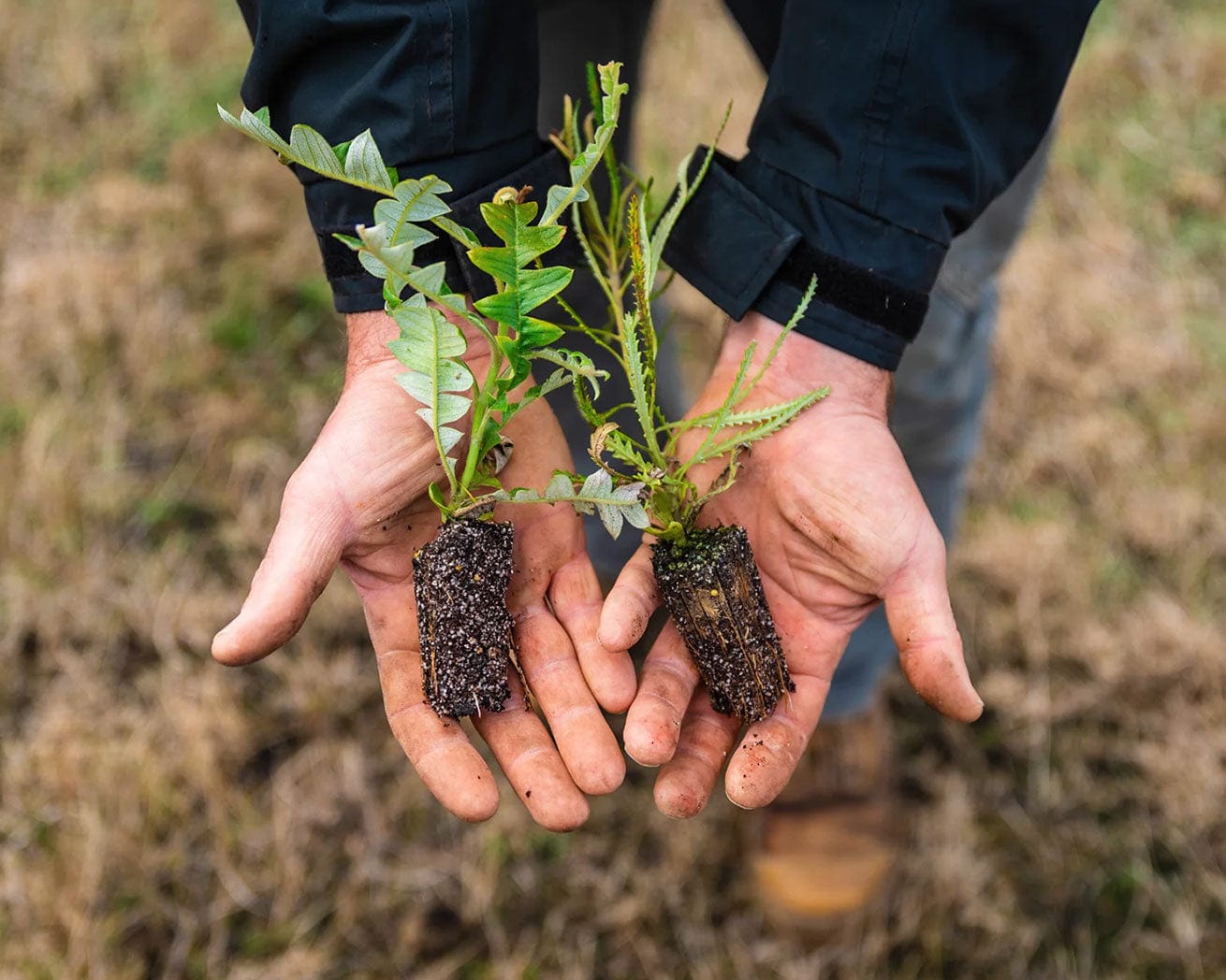 Tree saplings in Australia