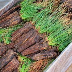 Tree saplings in container