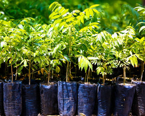 tree saplings ready for planting in Haiti