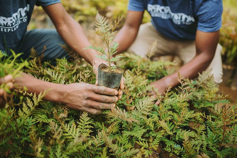 Two people holding tree sapling