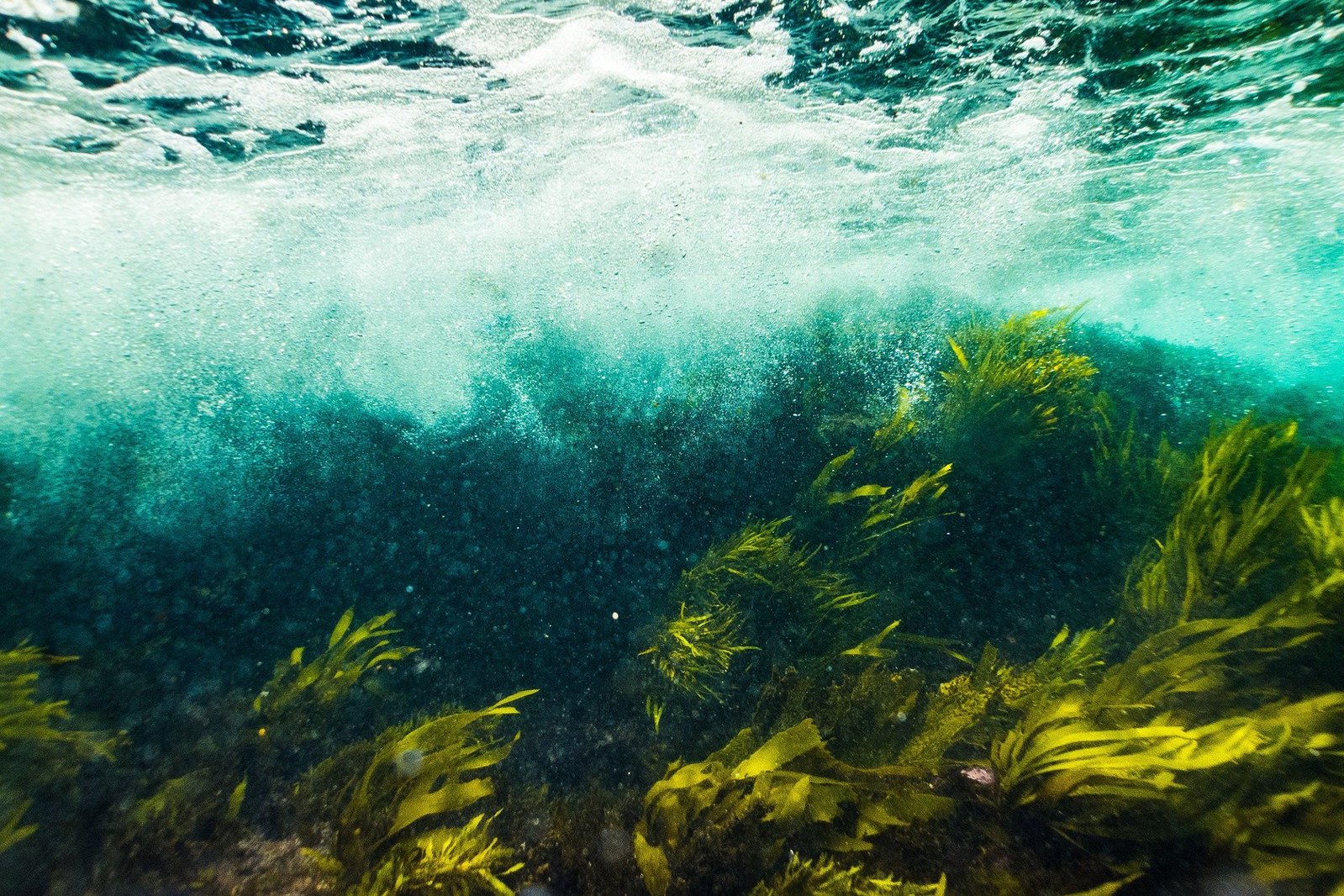 under water Kelp forest