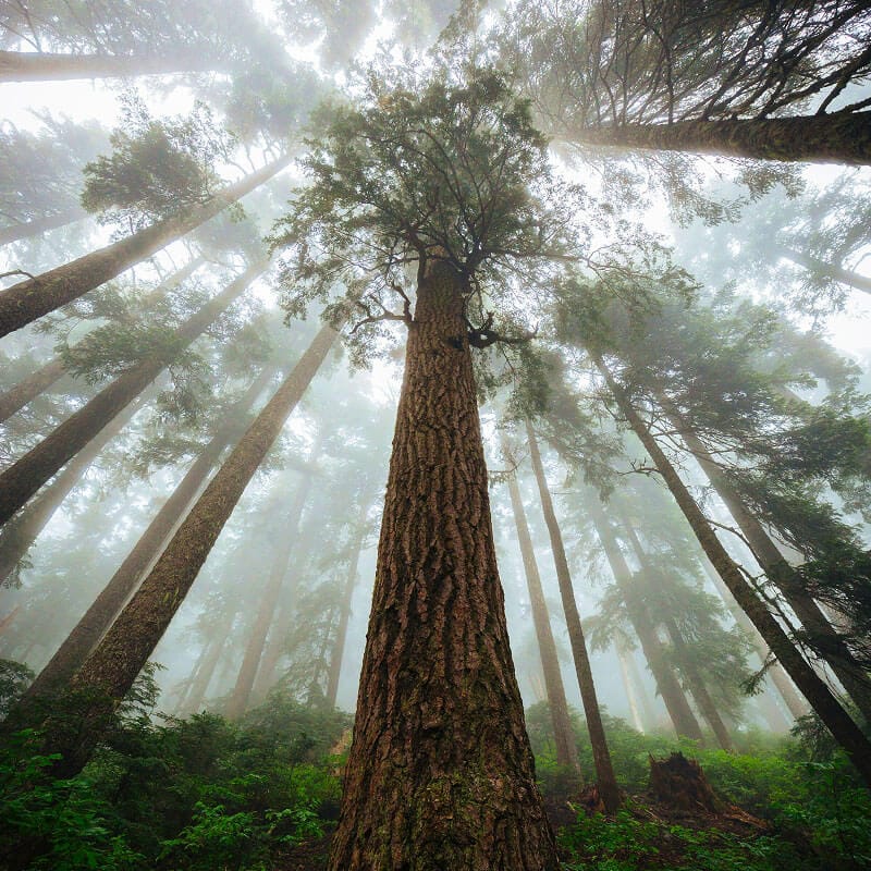 Upward view of tall tree