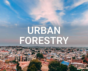 Urban Forestry main image