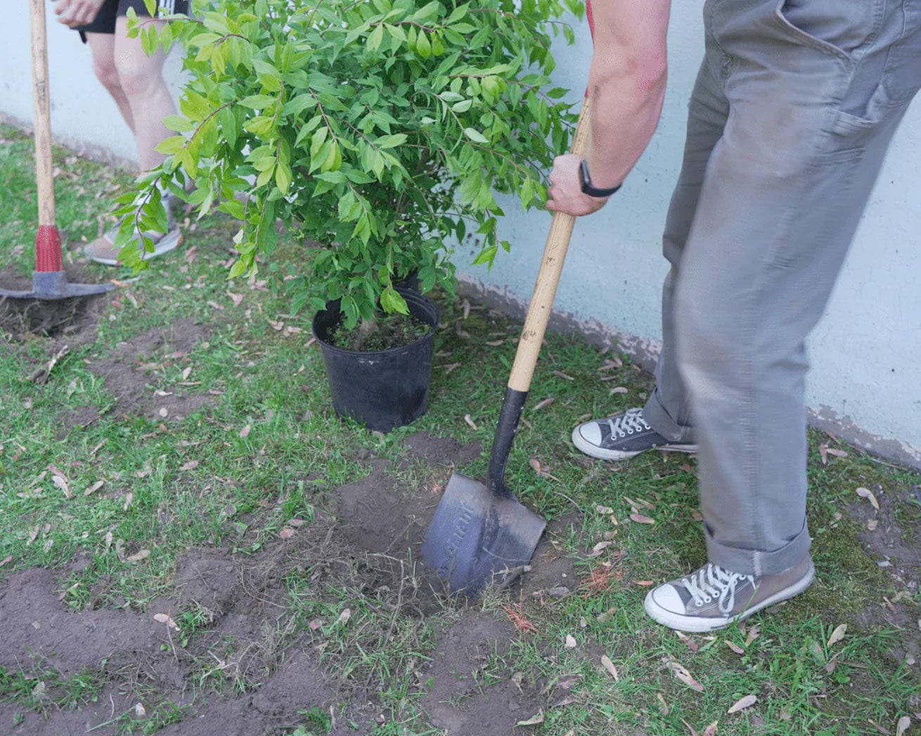 Urban Tree Planting is Booming, Just Not In Low-Income and Minority  Neighborhoods