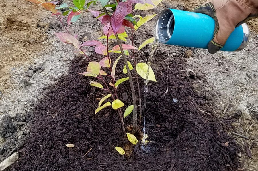 wateringseedling.jpg?v=1690901136