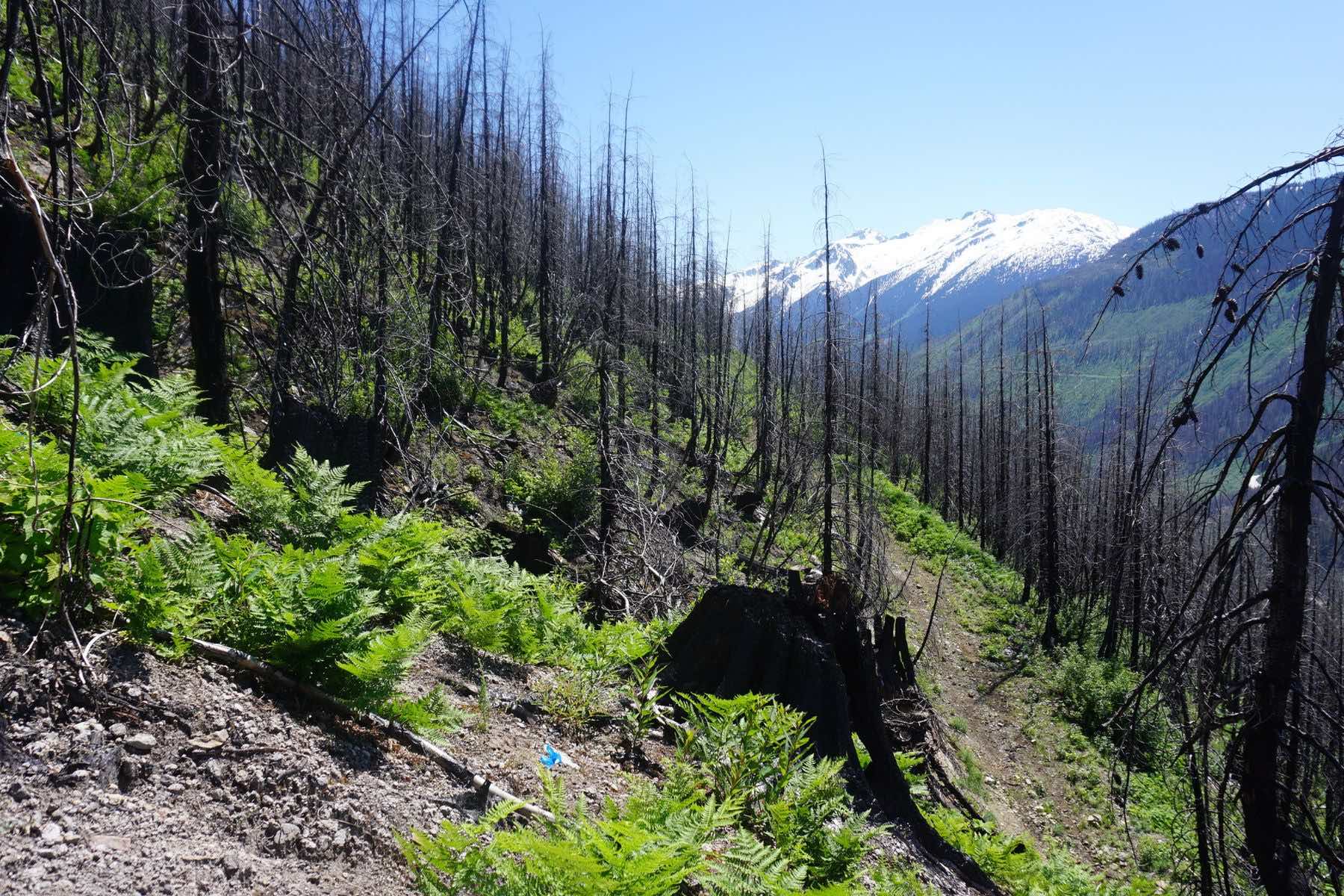 mountainside with snowcapped mountain in background. path leading to dead stand of trees from wildfire. green ferns the only sign of life